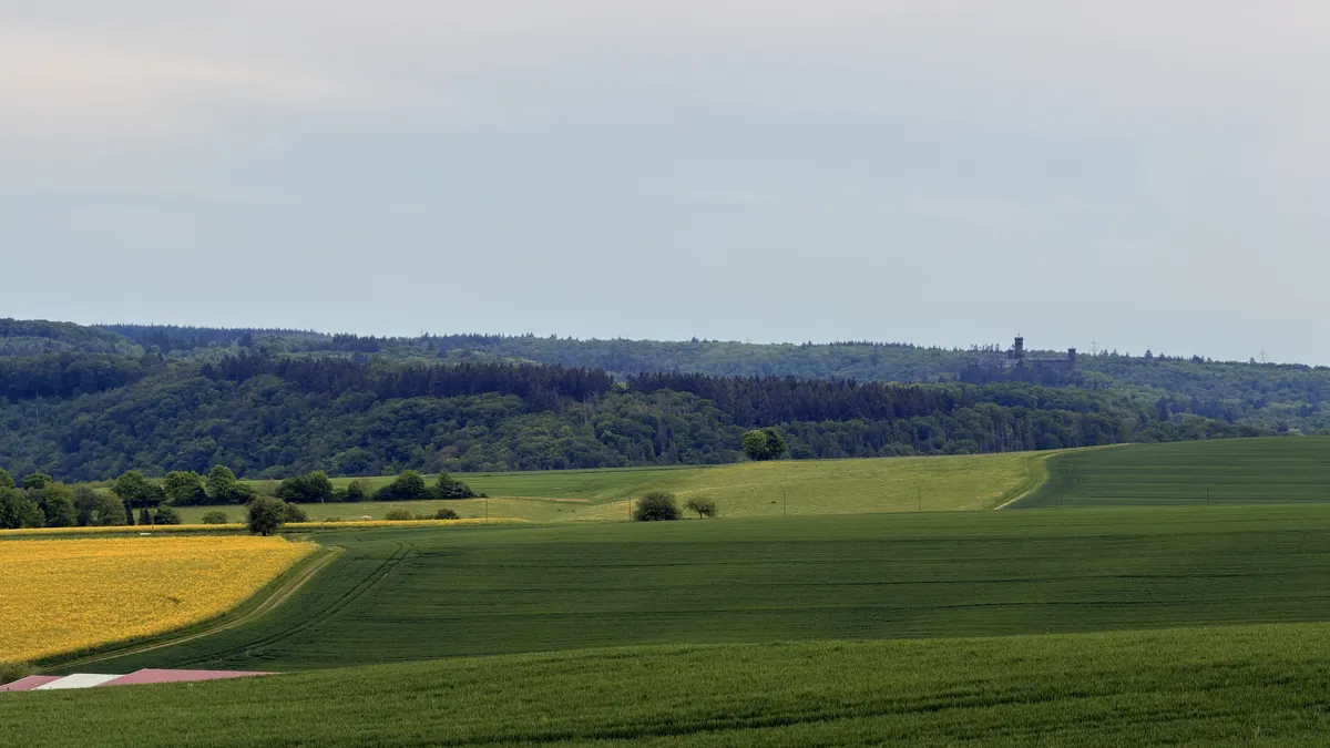 Wide panoramic view over layered fields: yellow rapeseed on the left, green grain fields rolling toward a forested ridge. The Schaumburg tower is visible above the treeline on the right. Overcast light, pale sky.