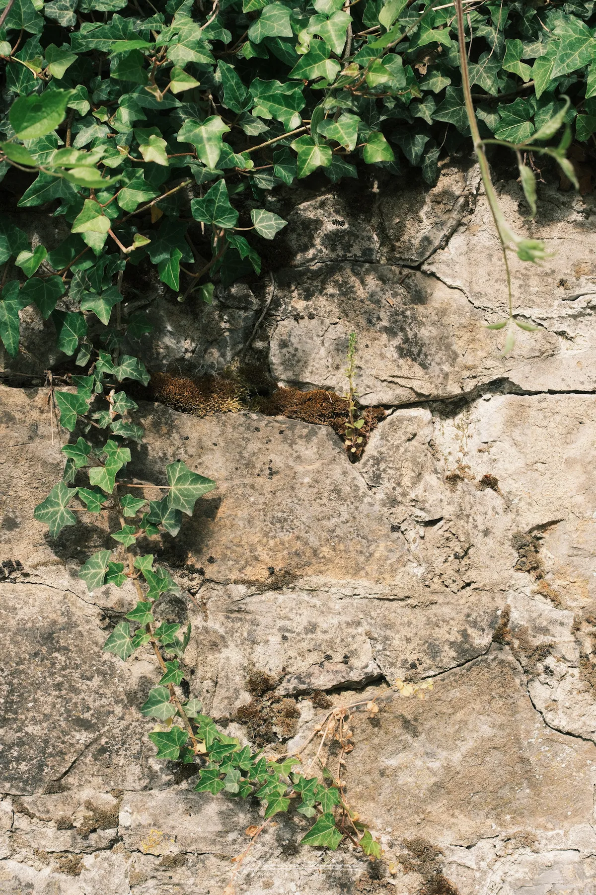 Ivy climbing down a cracked stone wall in sunlight.