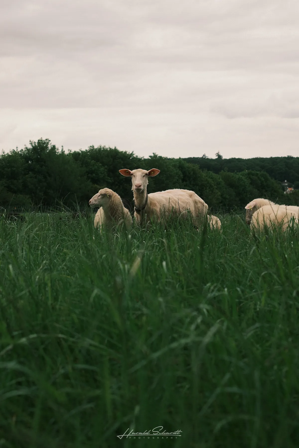 A sheep staring directly at the camera through tall grass. Overcast sky, trees in the background.