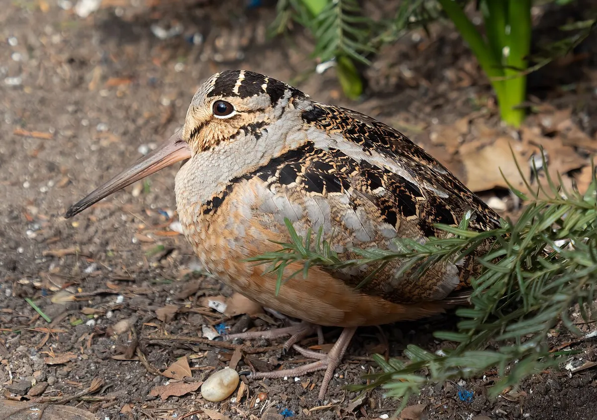 An American Woodcock crouching on the ground amongst dried leaves. It has brown and black plumage which make pretty good camouflage, a round body, large black eyes near the top of its head, and a long sharp beak.