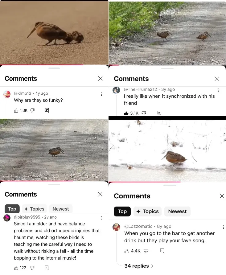 Screenshots of youtube comments on videos of American Woodcocks dancing. "Why are they so funky?" "I really like when it synchronized with his friend." "Since I am older and have balance problems and orthopedic injuries that haunt me, watching these birds is teaching me the careful way I need to walk without risking a fall - all the time bopping to the internal music!" "When you go to the bar to get another drink but they play your fave song."