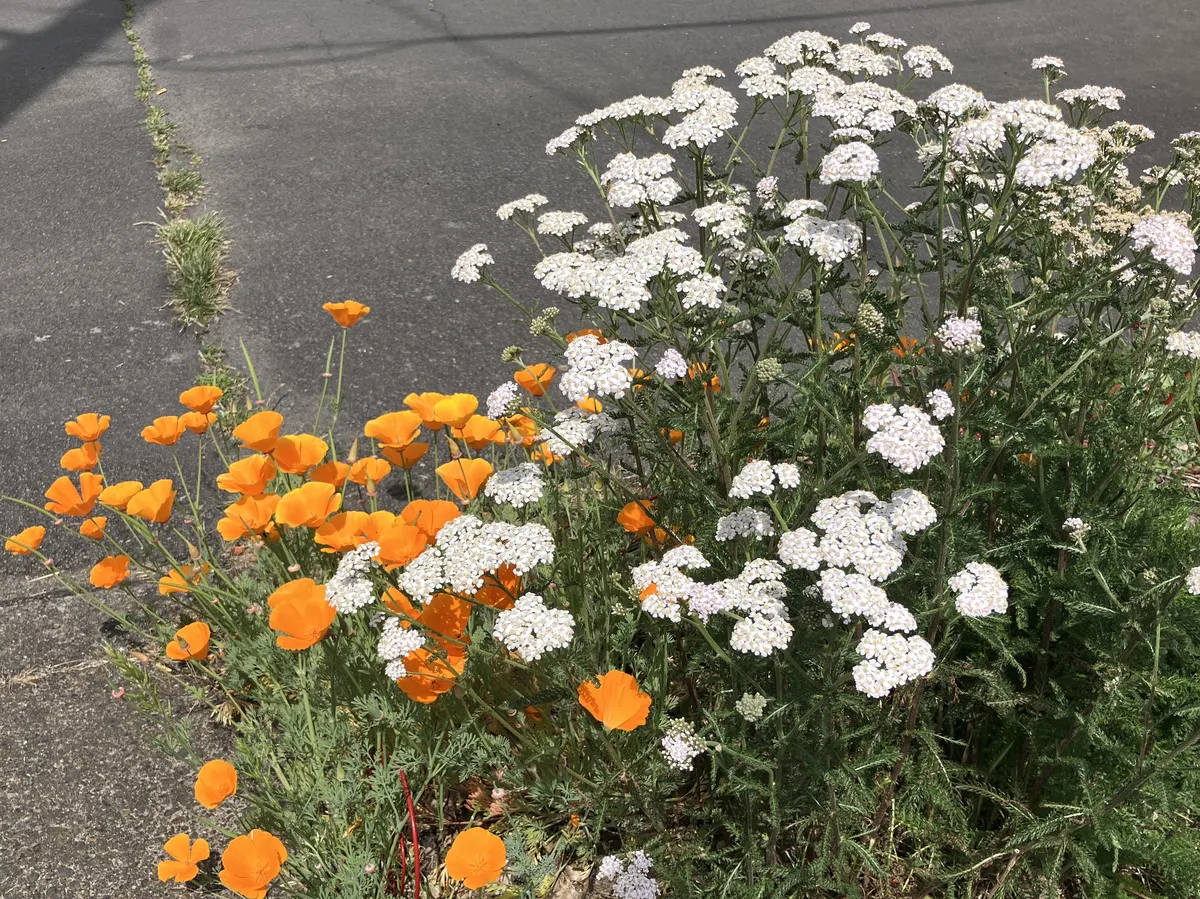 a close-up of a flower patch in our narrow parkway. half are california poppies, half are yarrow. yarrow have dark green ferny foliage at the base, with long stems topped with clusters of small white flowers.