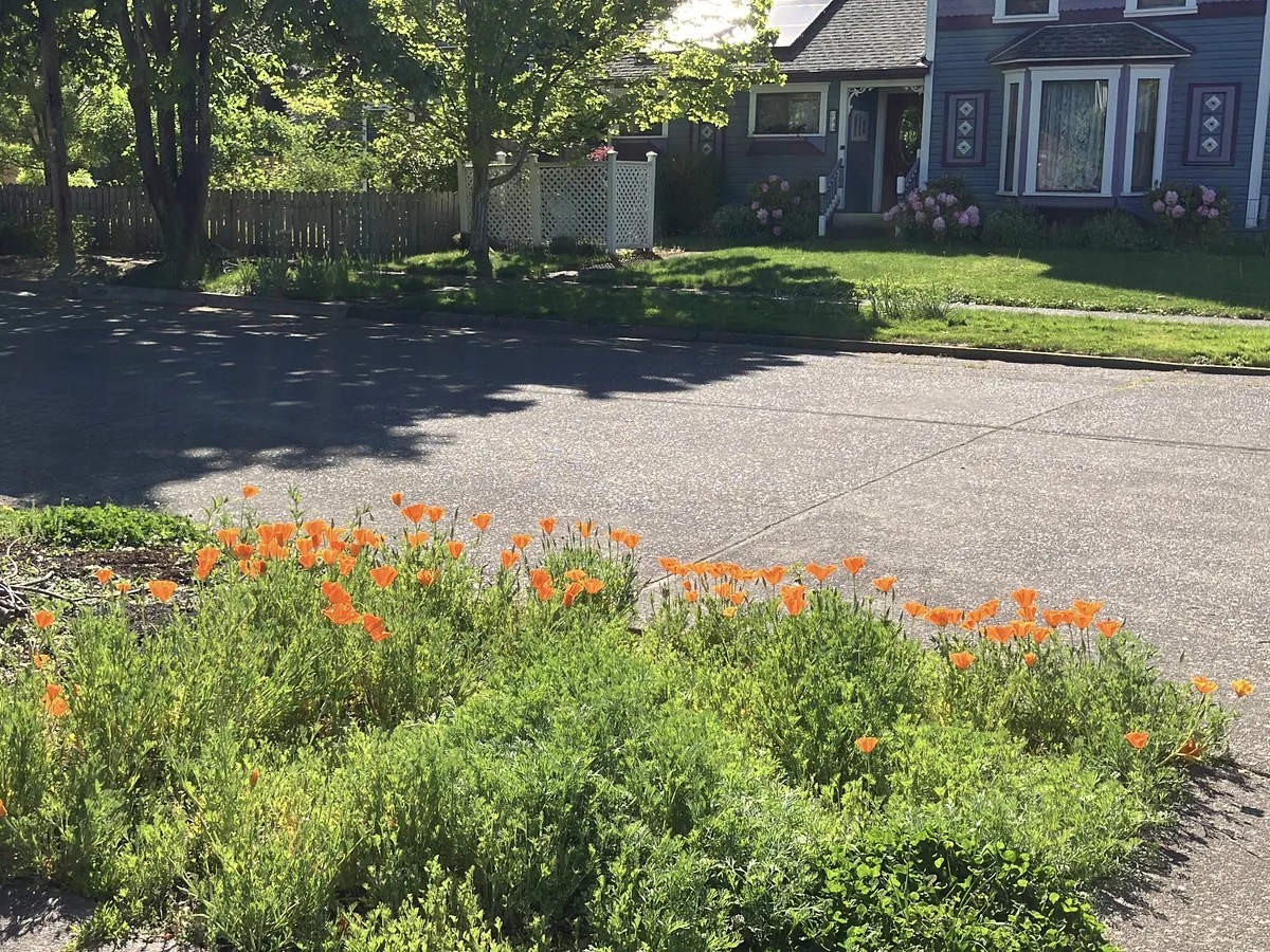a wide shot of a huge patch of california poppies in our wide parkway between the sidewalk and street. they are bright orange, cup shaped flowers with feathery blue-green foliage. the patch is probably 6ft by 5ft. just under half of the plants are blooming.