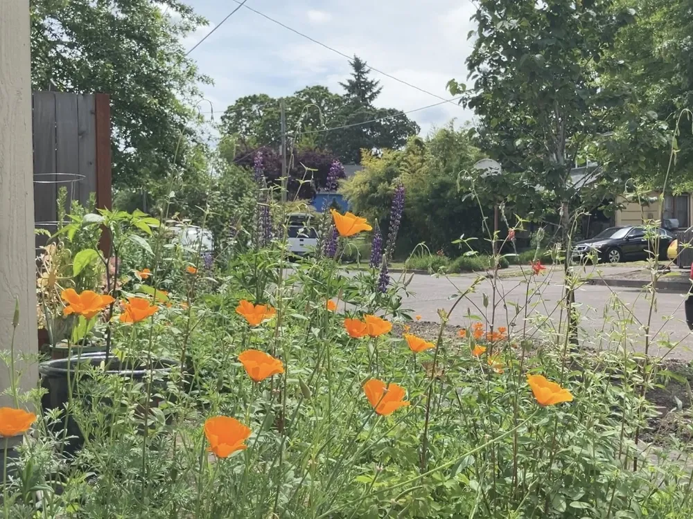 emotional support poppies