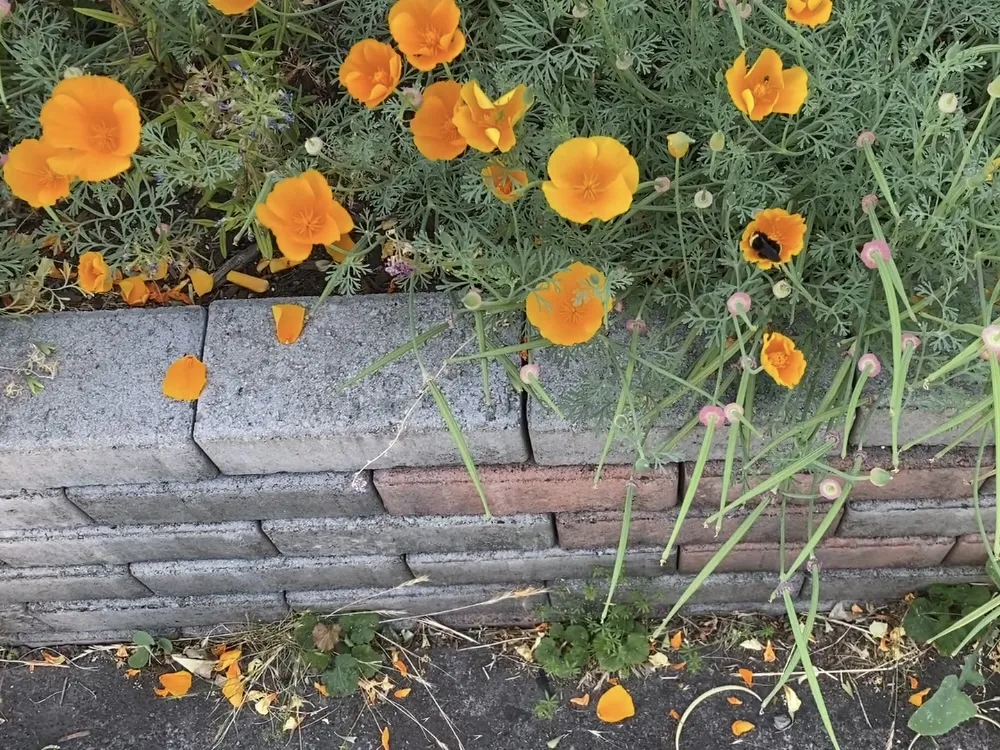 a close up of poppies in a retaining wall flower bed. one of the flowers has a big yellow-faced bumblebee nestled in it.
