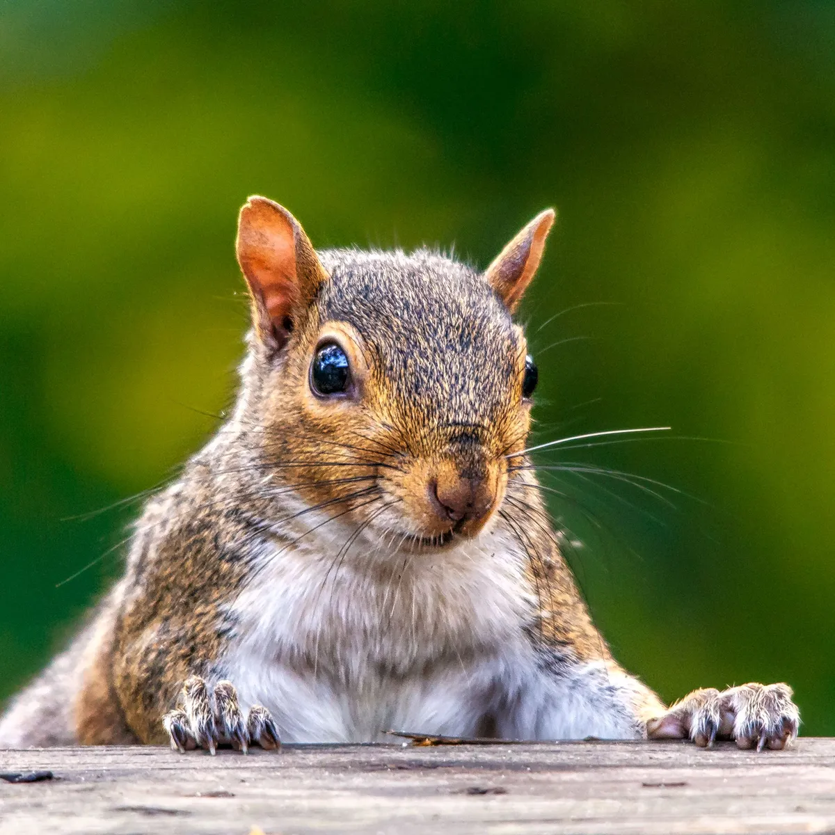 tree_rat