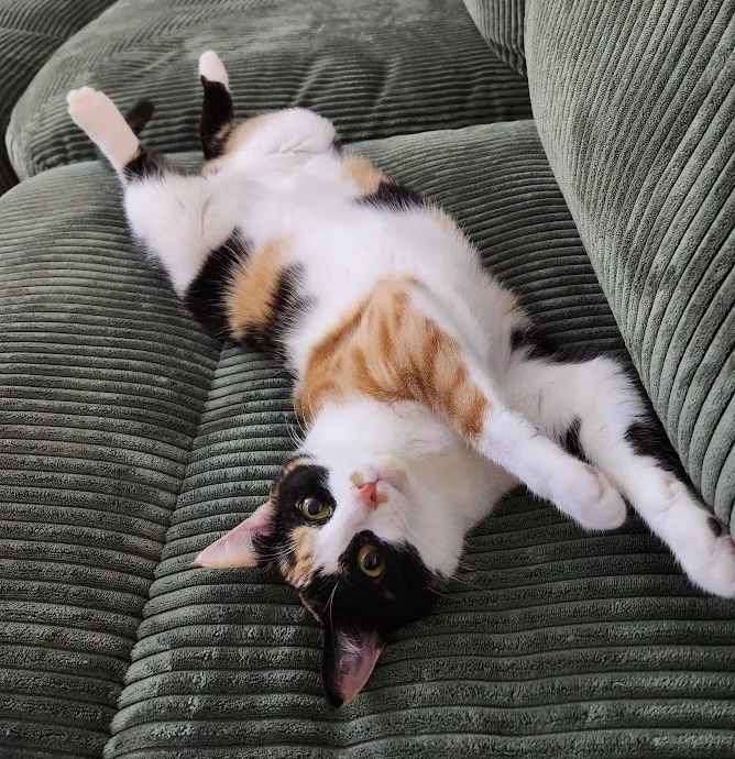 cat on a couch