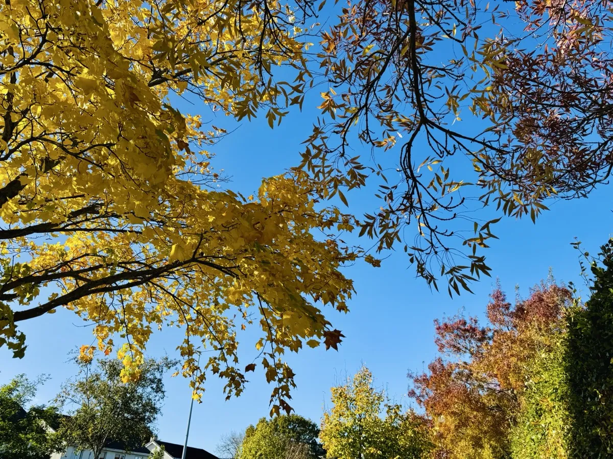 Cores de Outono