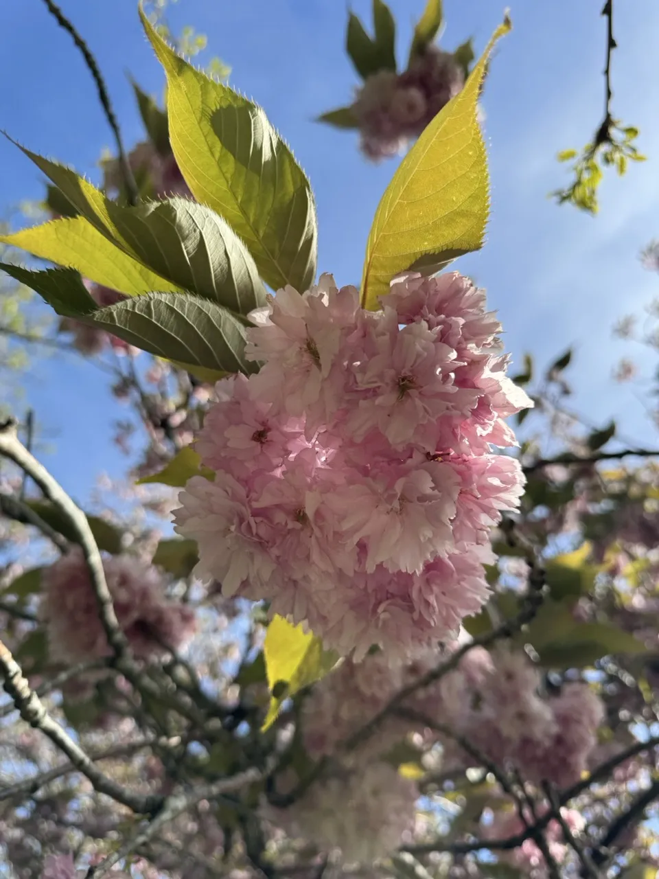 Flor 