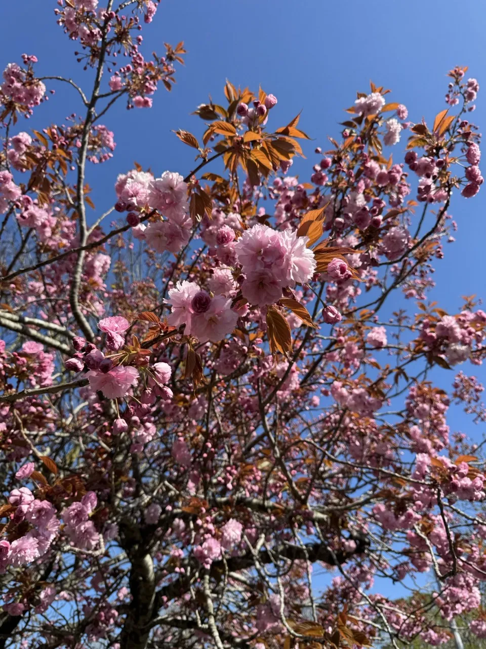 Flor de cerejeira 