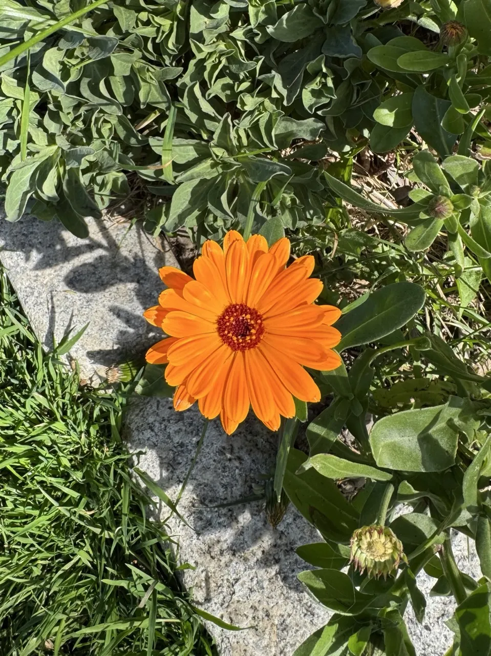 Flor Laranja