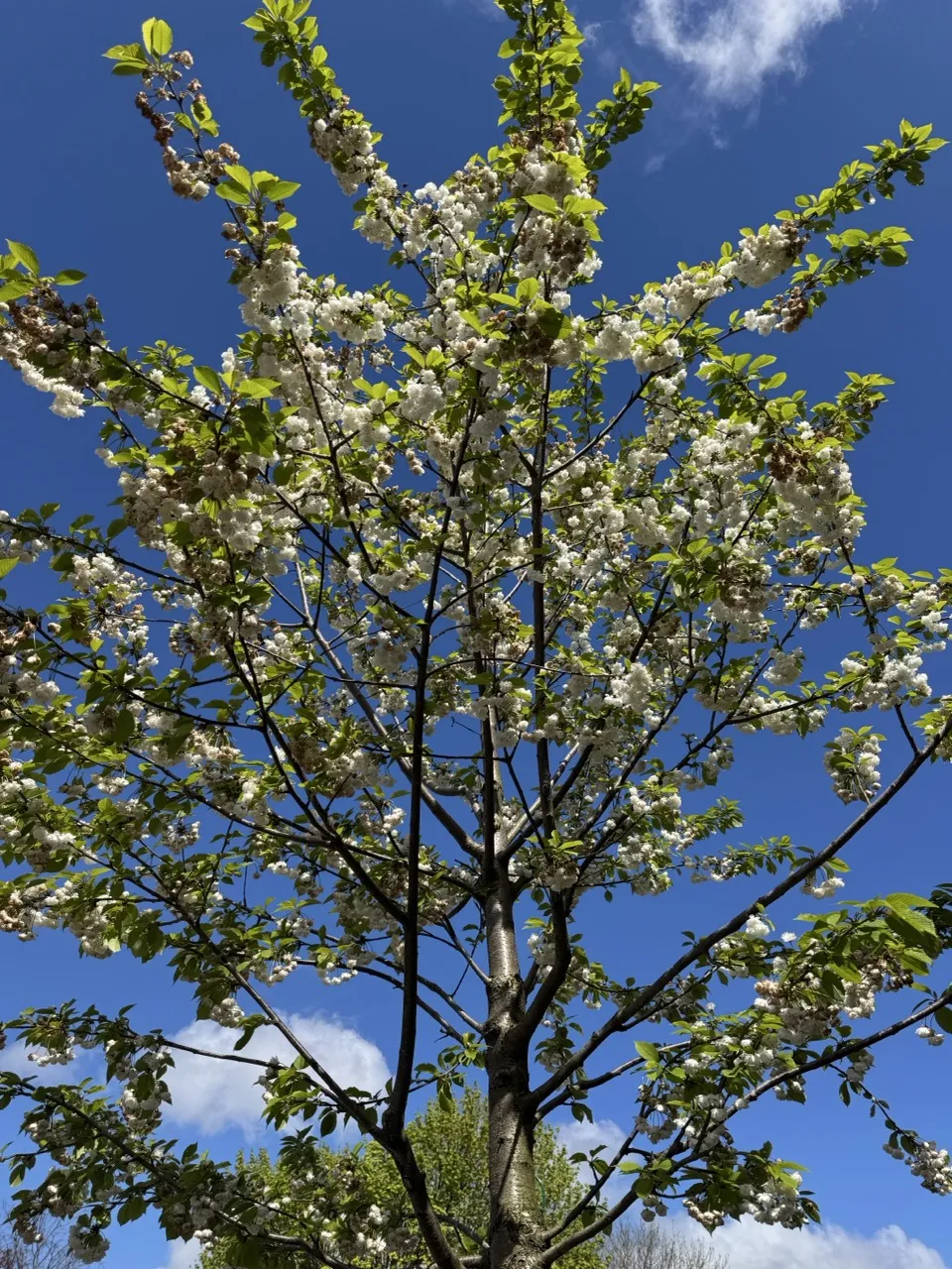 Flores e Céu Azul