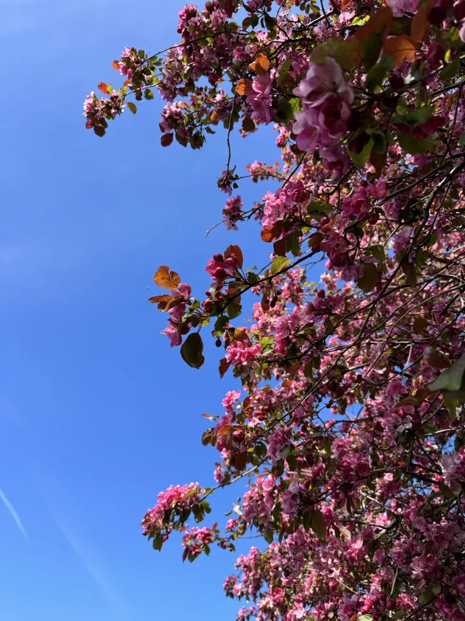 Flores Rosas