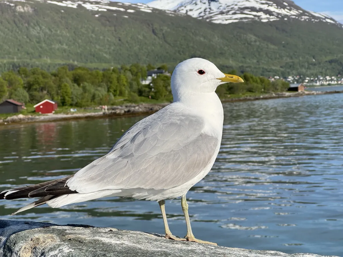 Gaivota em Telegrafbukta 