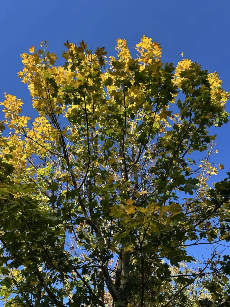 Tons de Amarelo