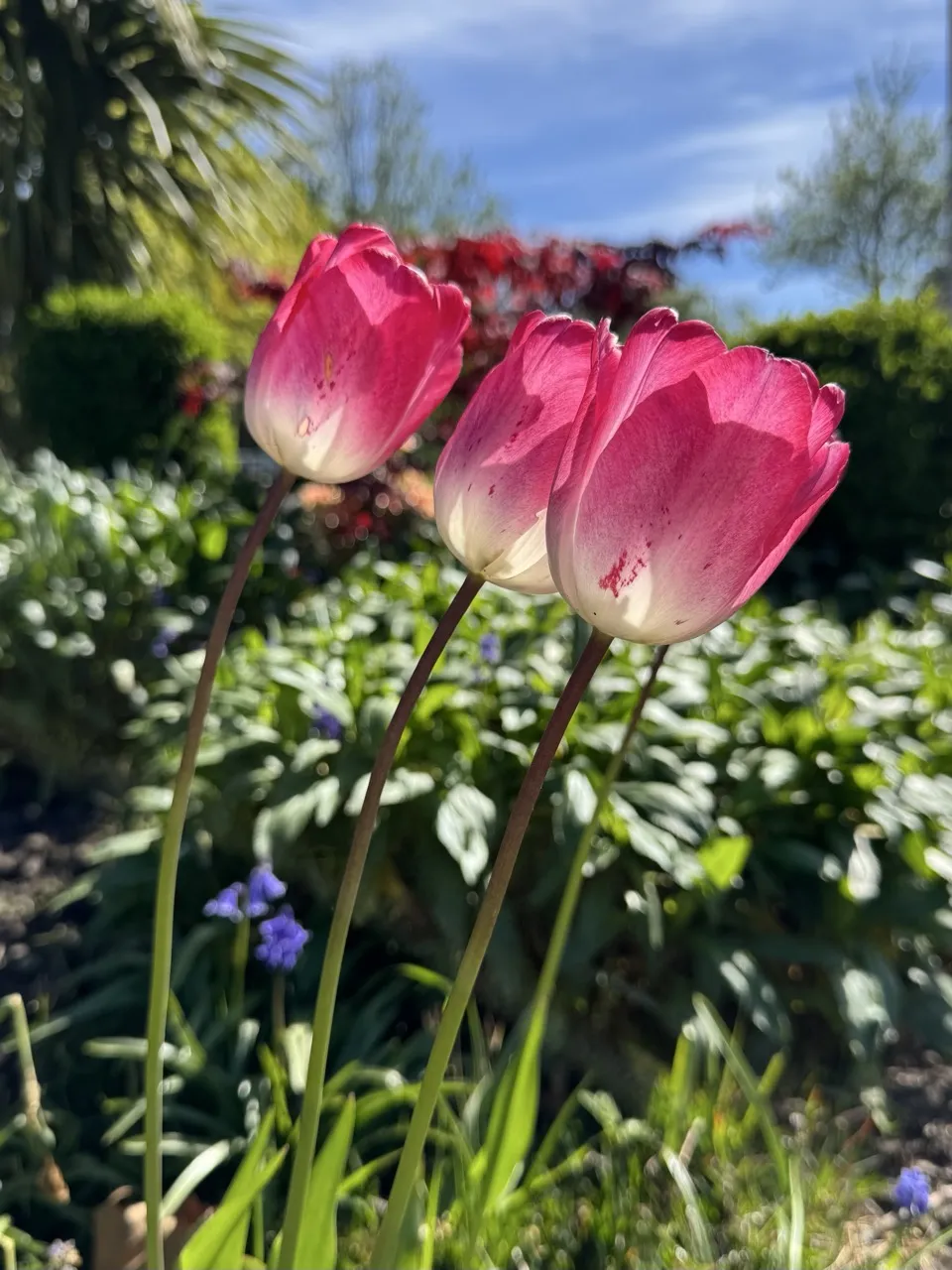 Tulipas Rosas