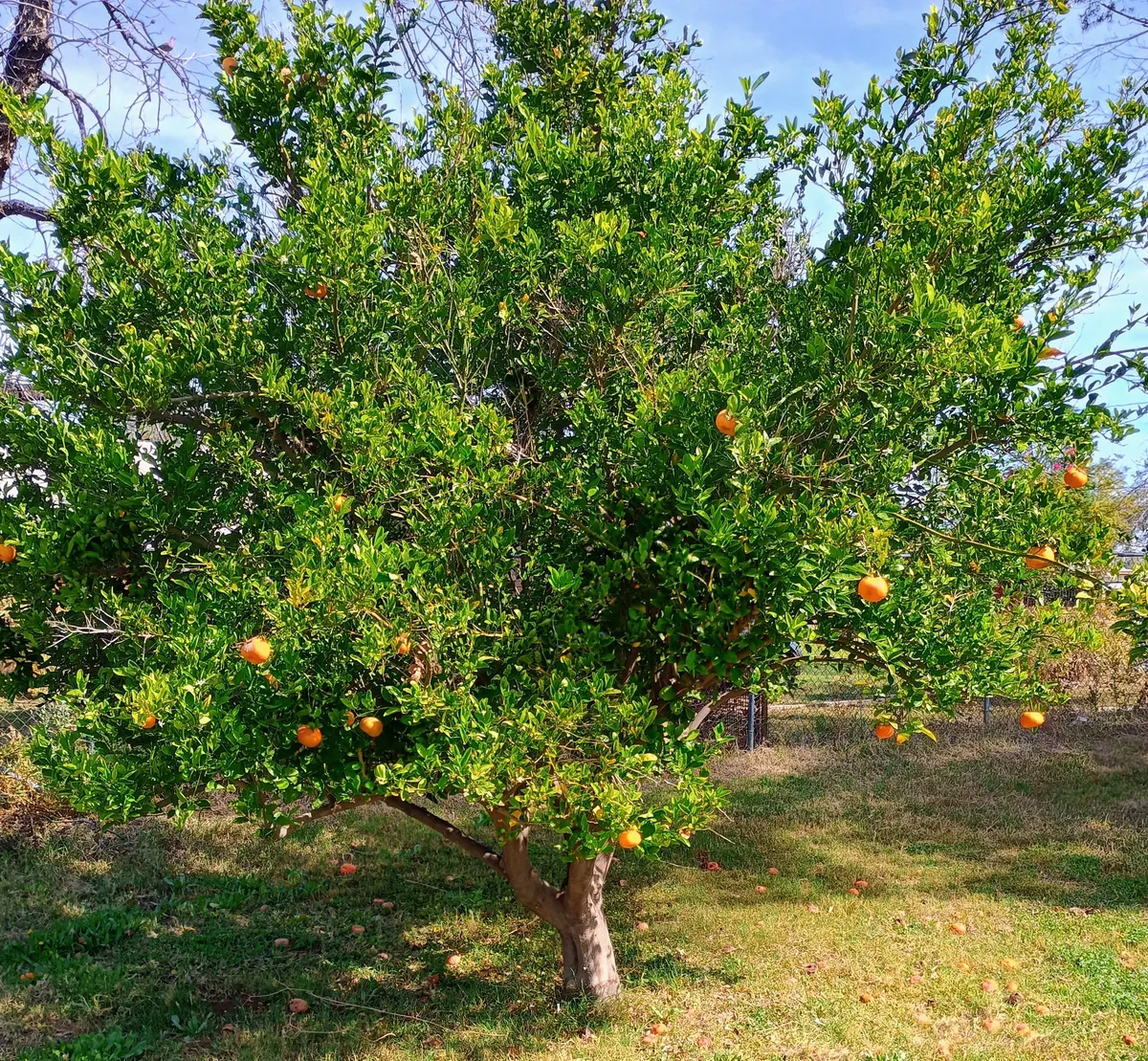IMG_20260315_103149785_HDR_AE