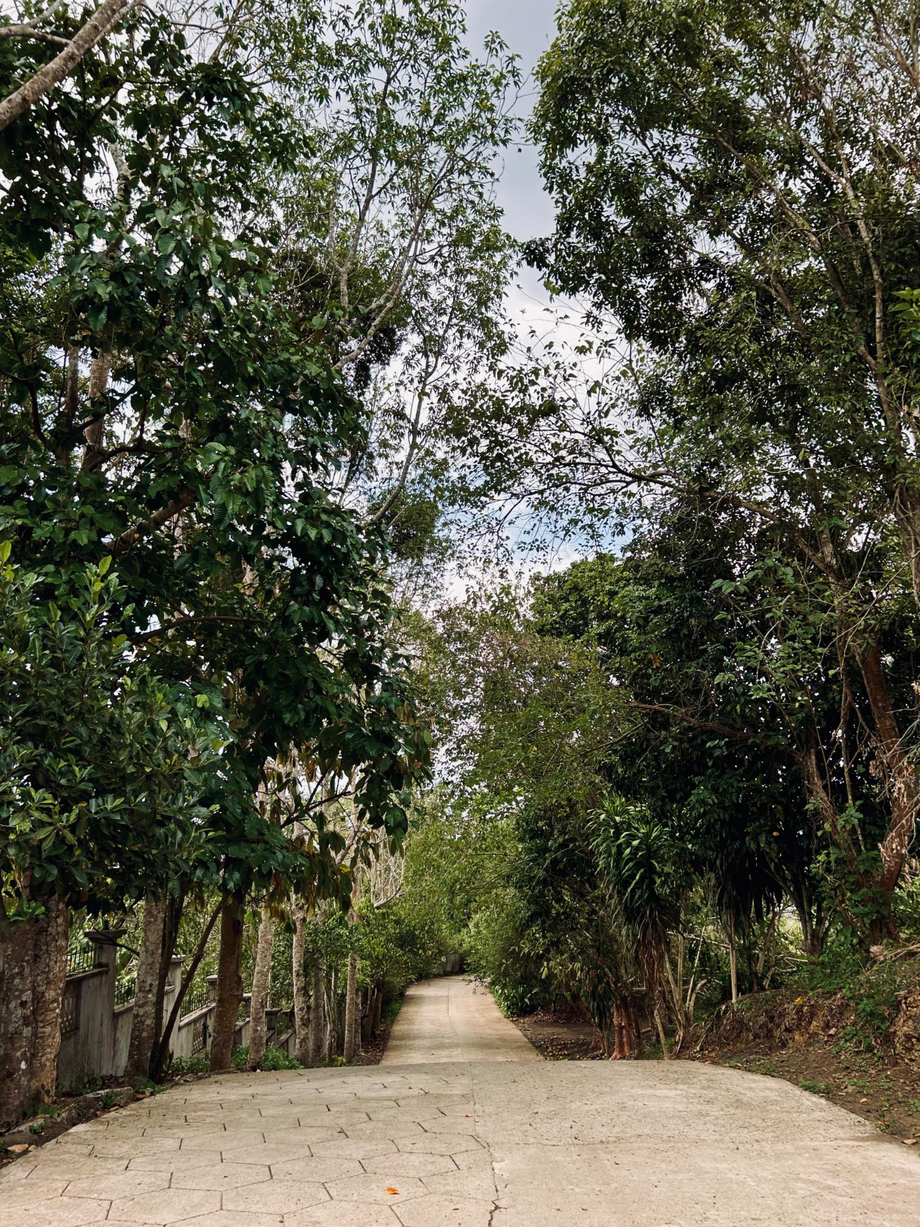 The pathway at Ilog Maria Honeybee Farm.