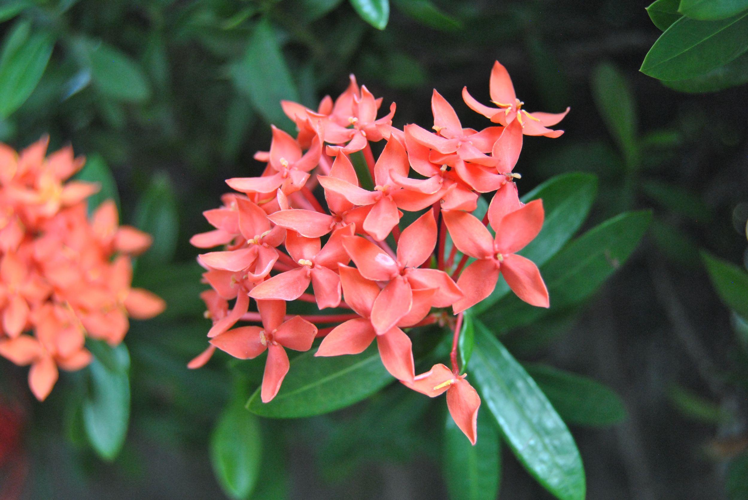 A photo of jungle geraniums.
