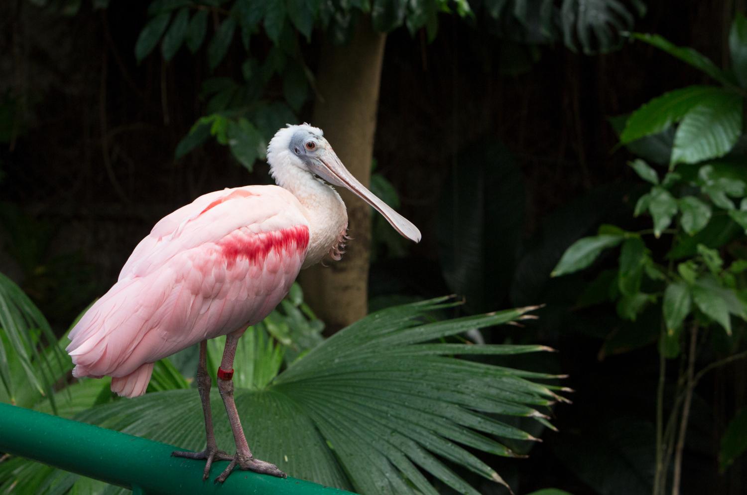 A photo of a roseate spoonbill from the Smithsonian's National Zoo.