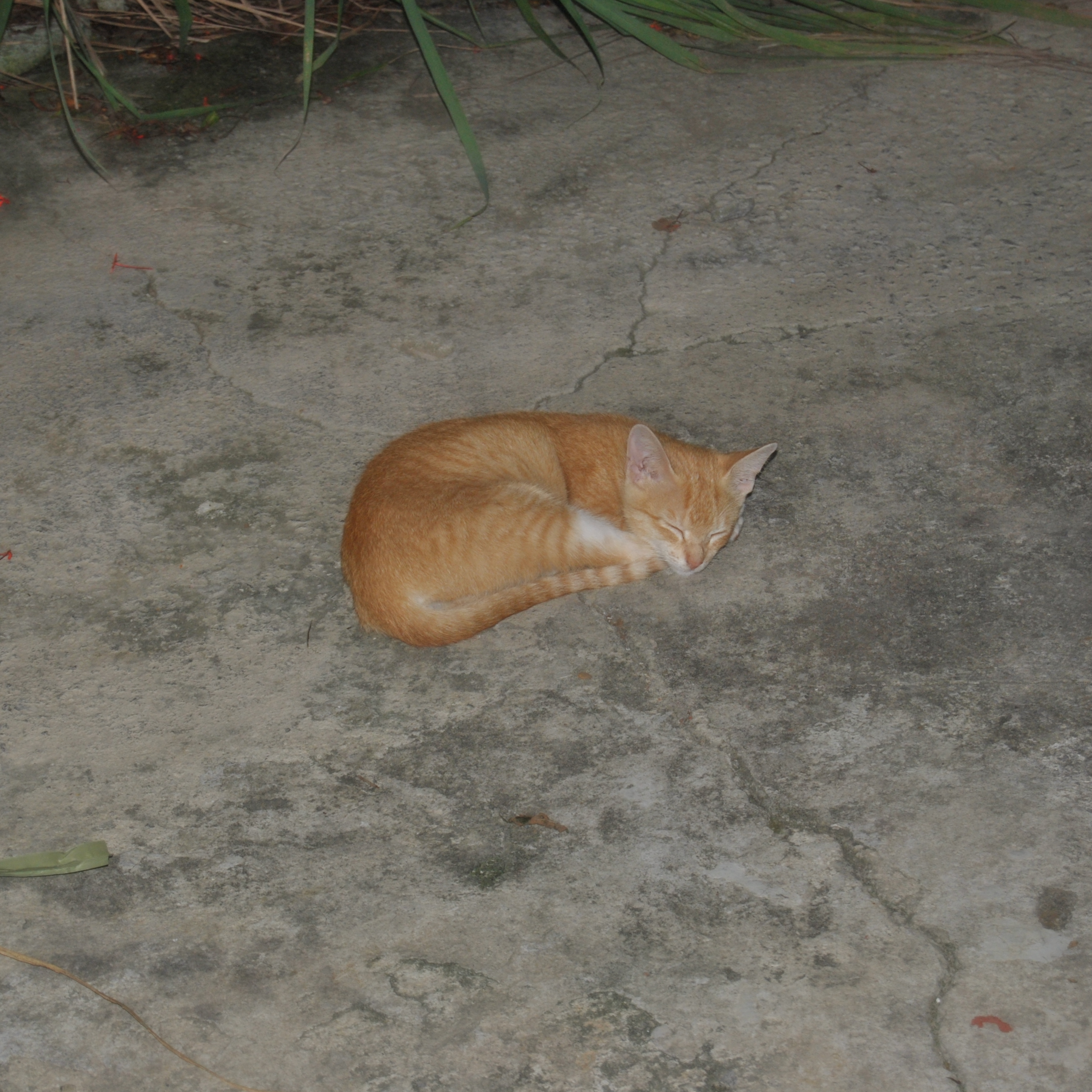 A photo of a sleeping ginger cat.