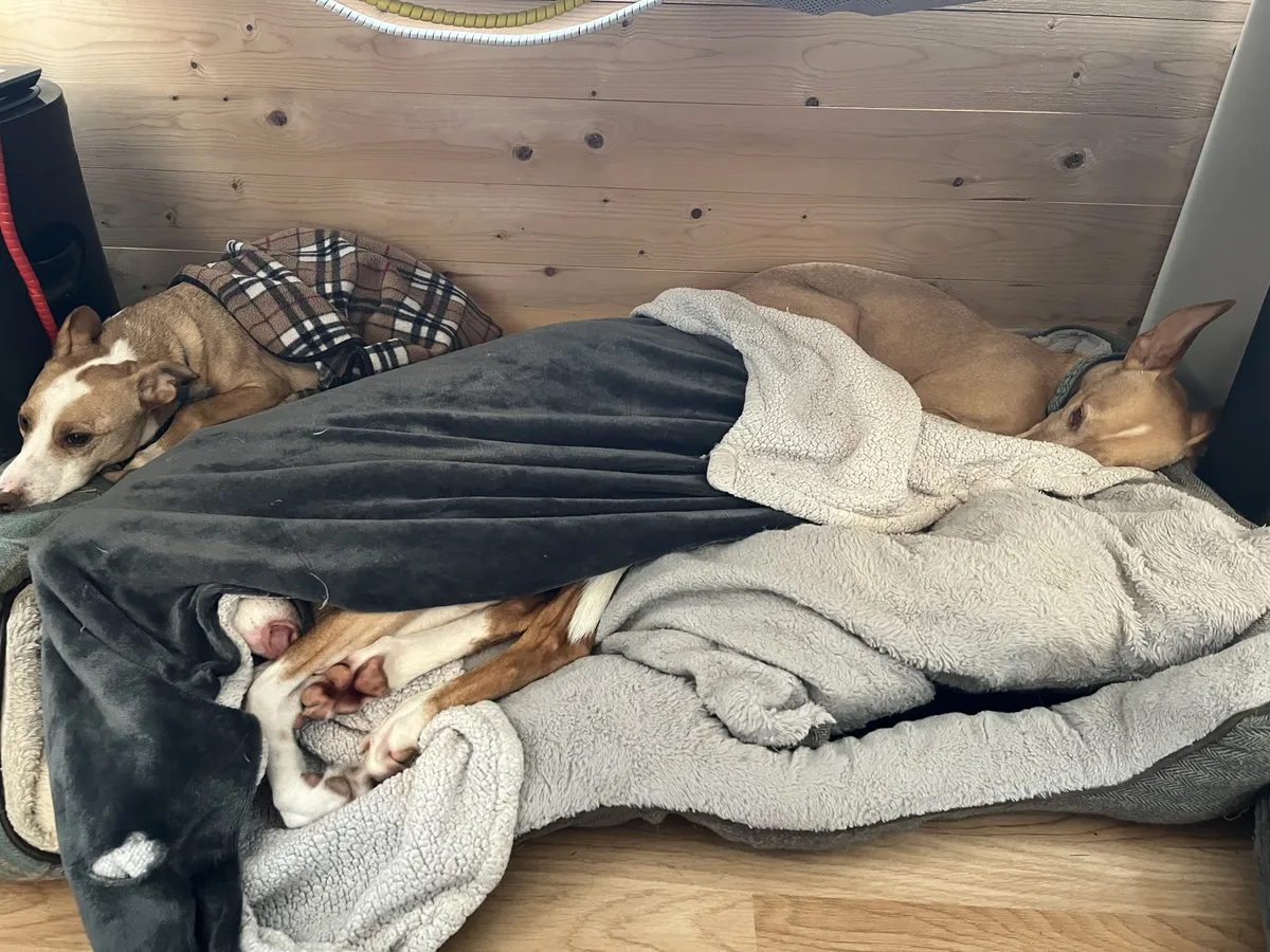 Three Podencos under the desk