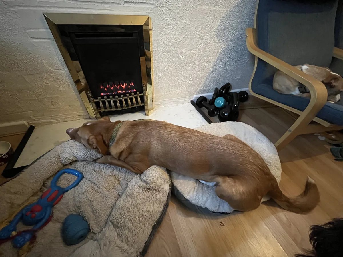 Stevie hogging the fire