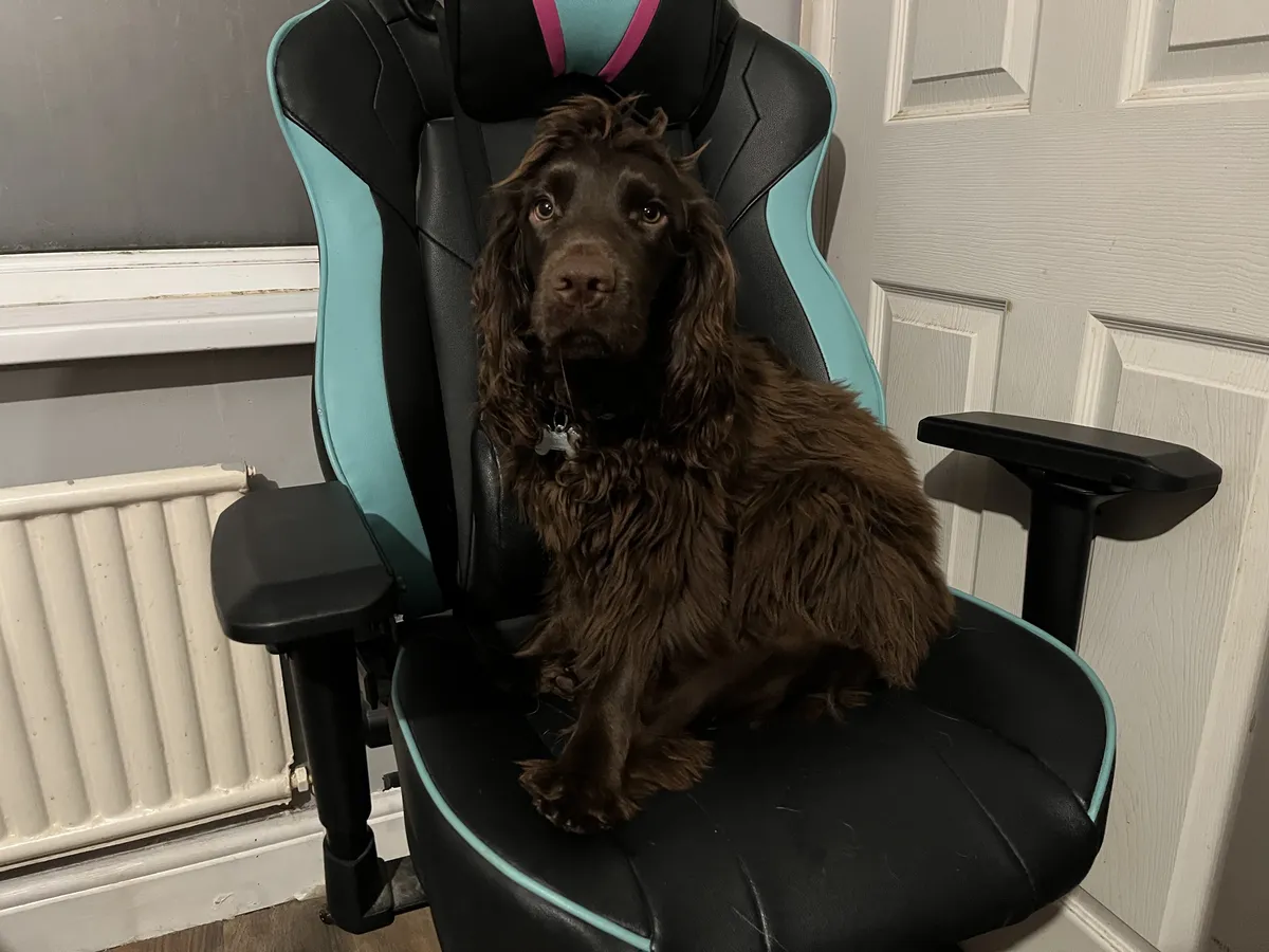 Spaniel in charge
