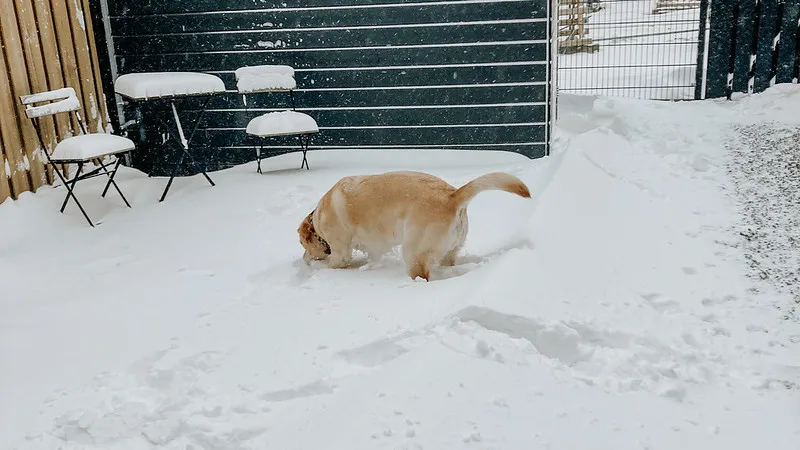 Sneeuwpret