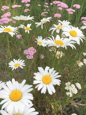 wildflowers