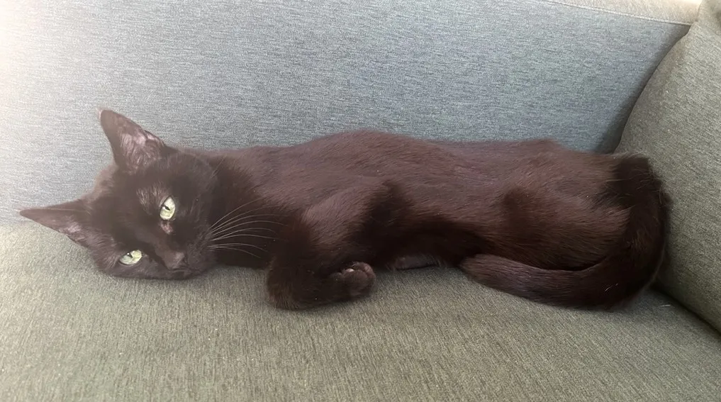 cute perfect black cat on a couch