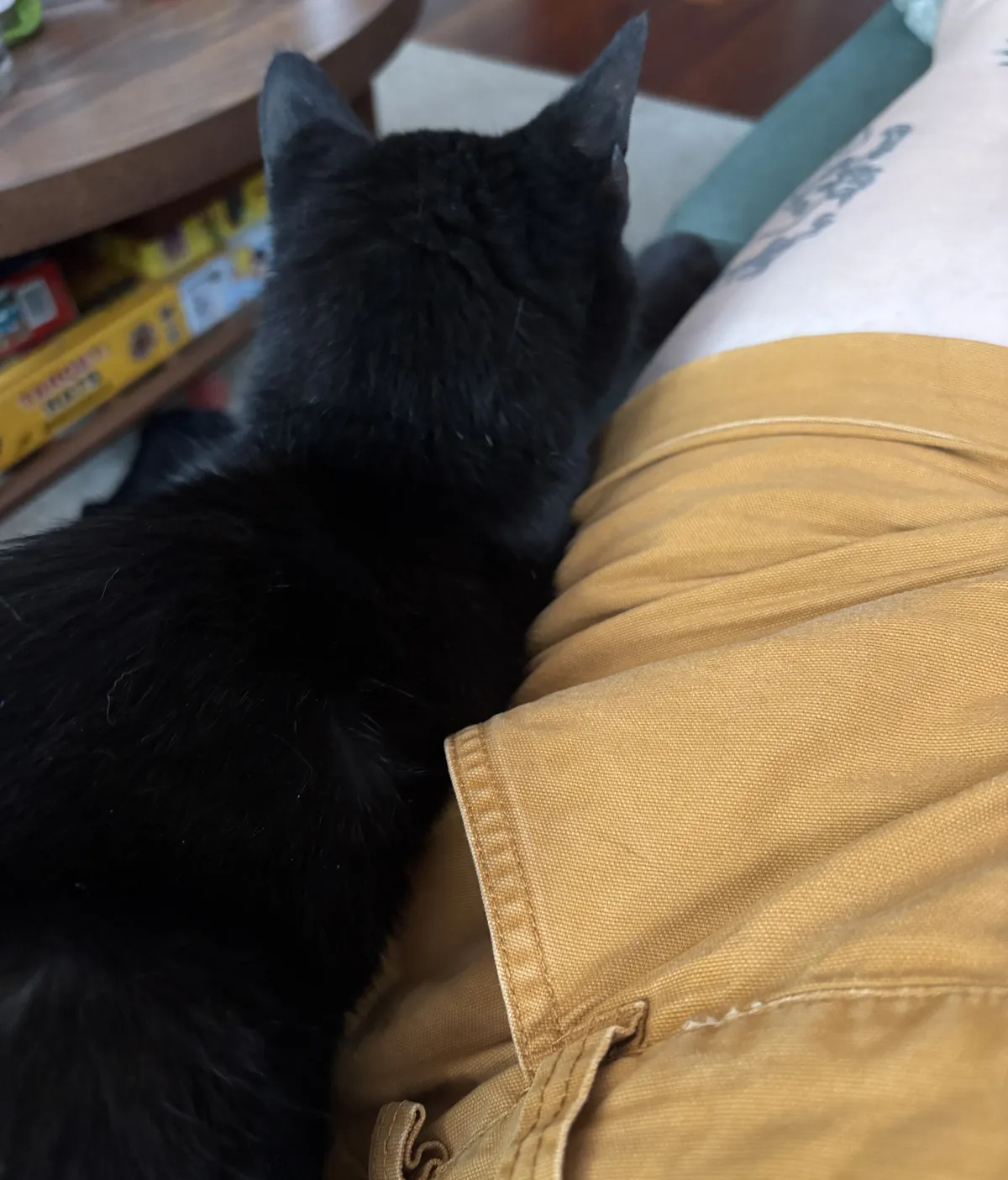 POV shot of a black cat snuggled up next to Megan's leg on the couch