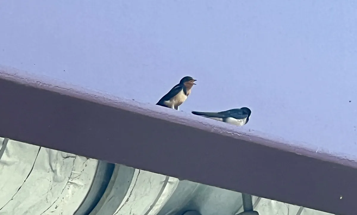 barn swallows