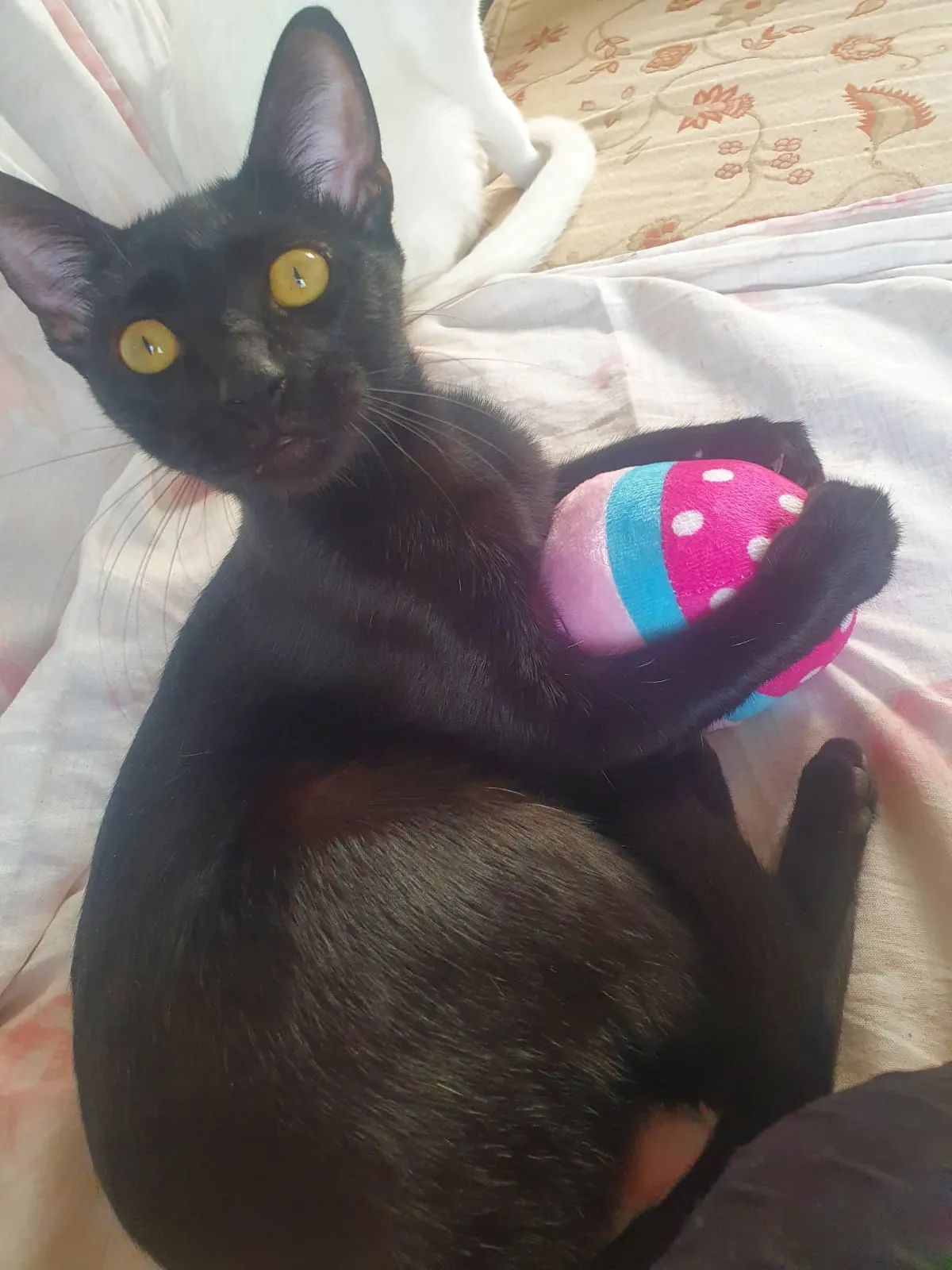 Imagem do WhatsApp de 2024-08-12 à(s) 15