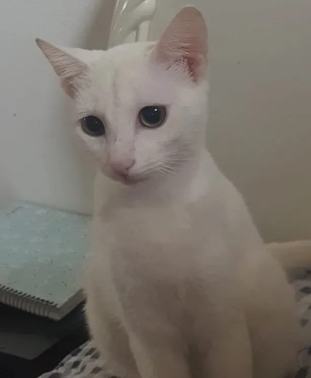 Captura de tela 2024-09-04 114948