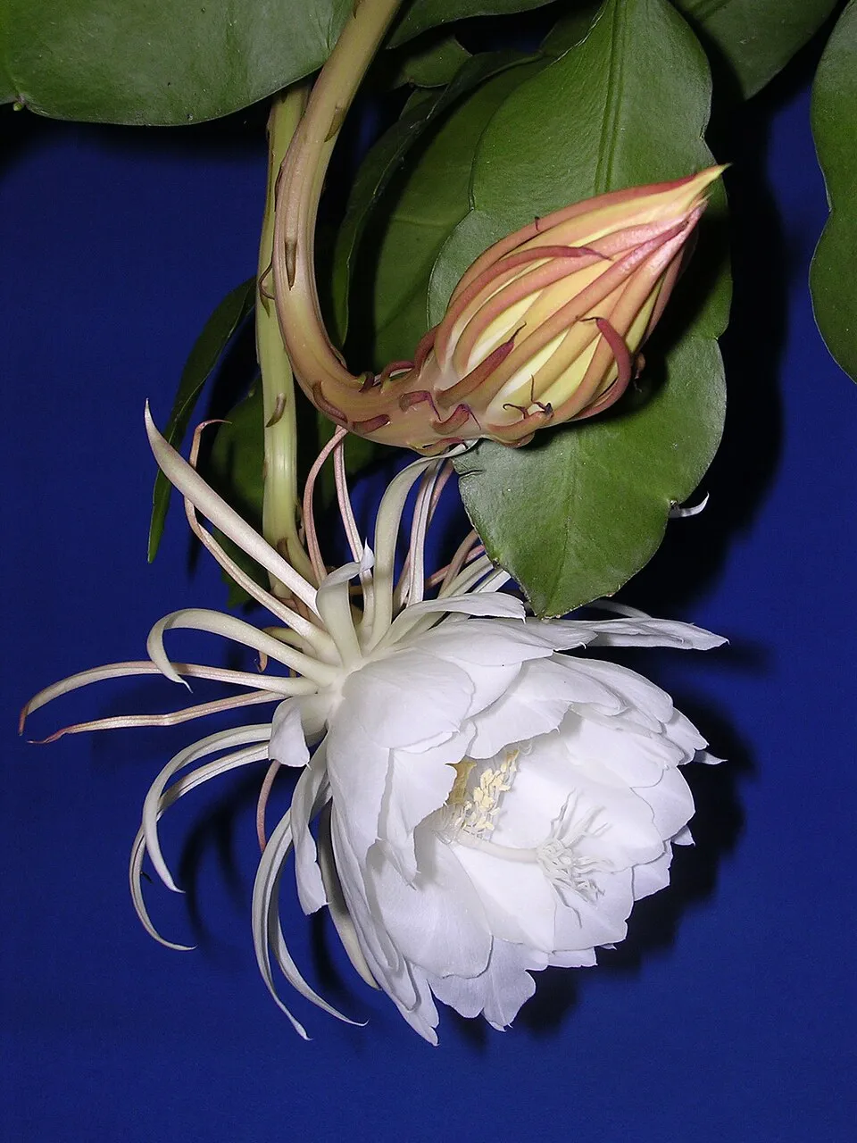 creation_sourceflower