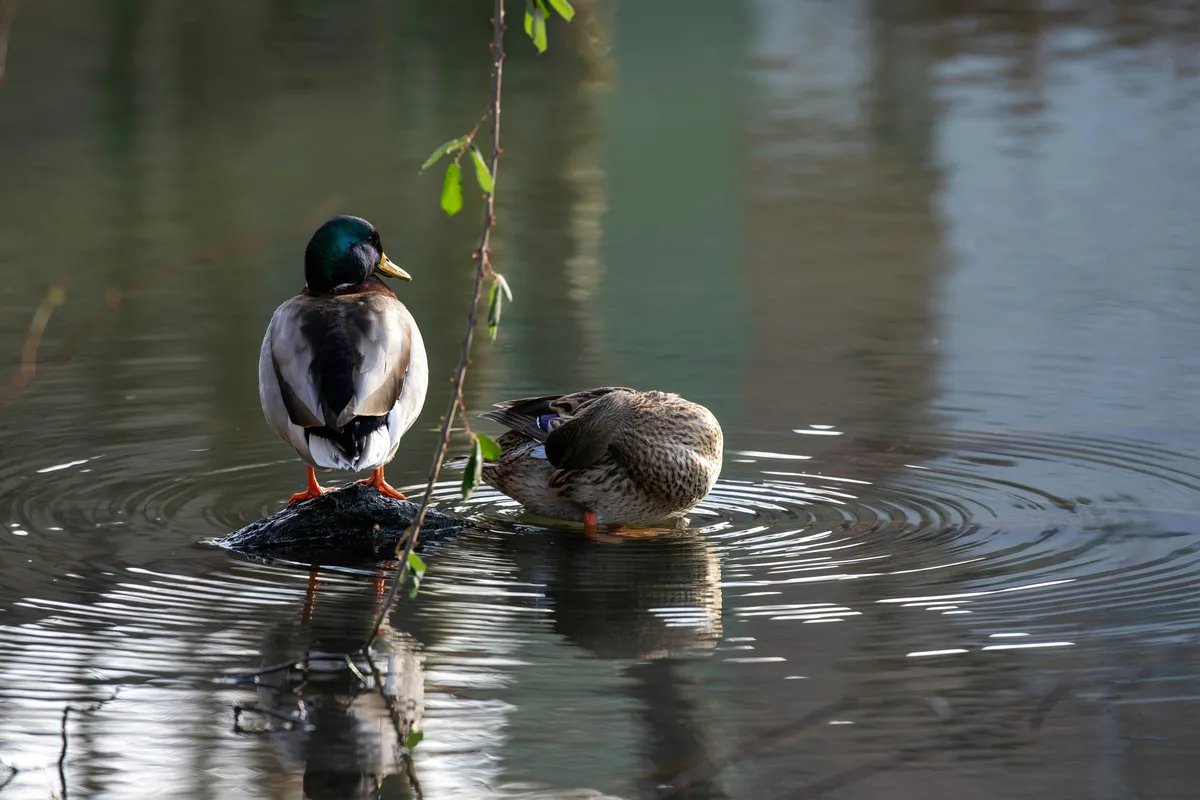 Ducks - by Richard Bell 2022 unsplash