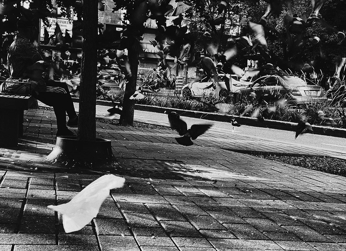 pigeons