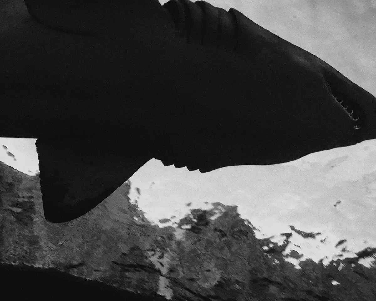 shark