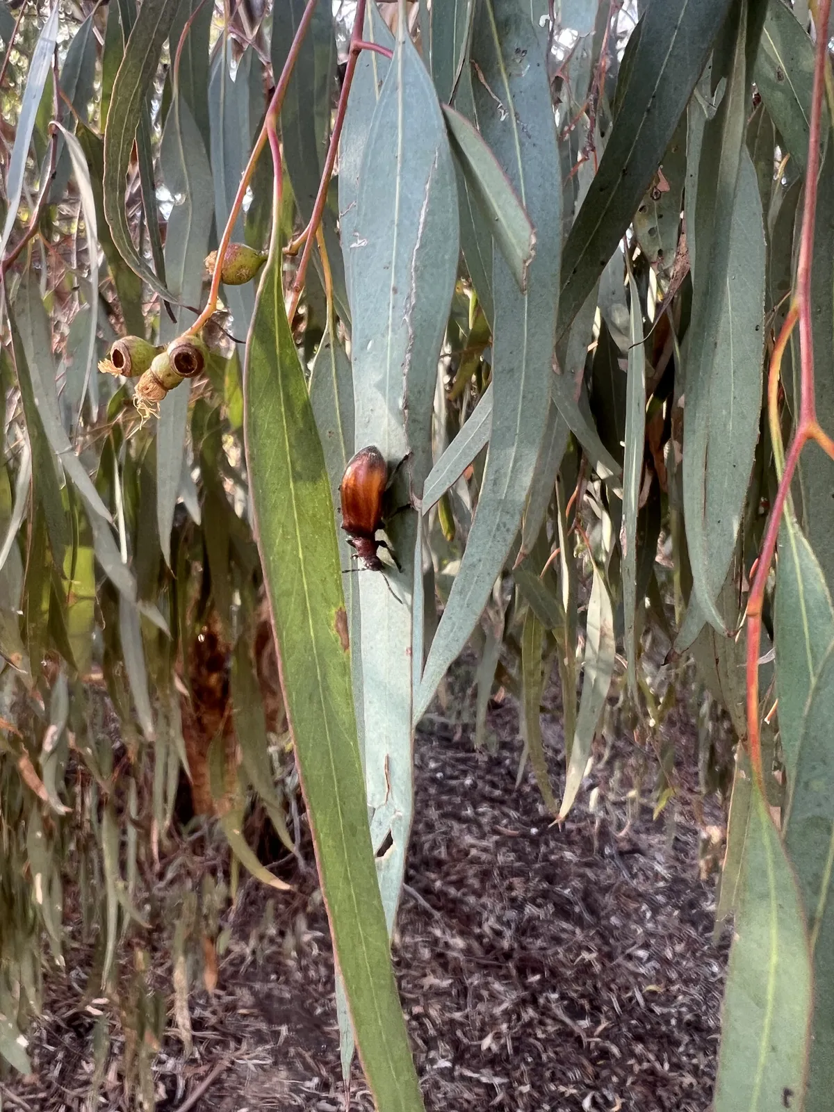 A Honeybrown Beetle clinging upside-down to a gum leaf” width=