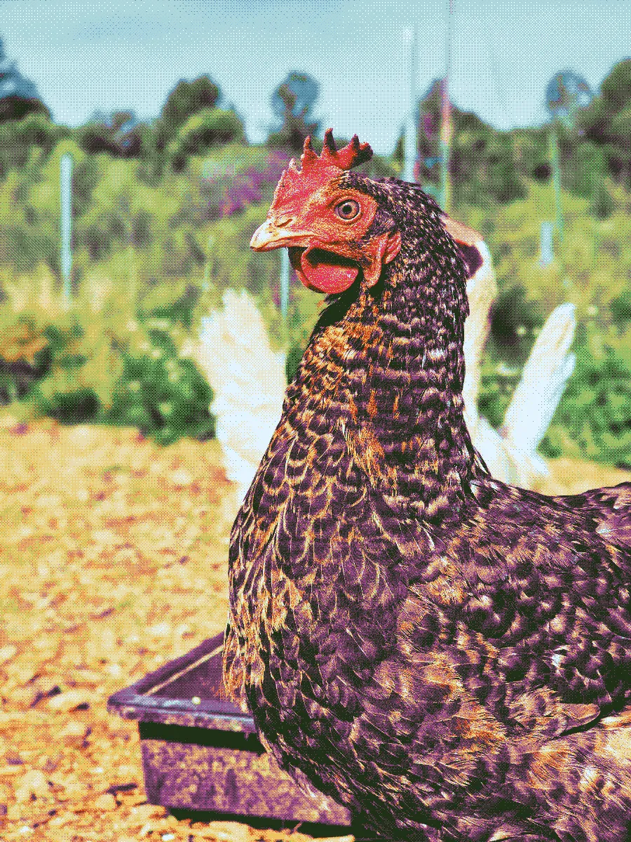 A hen