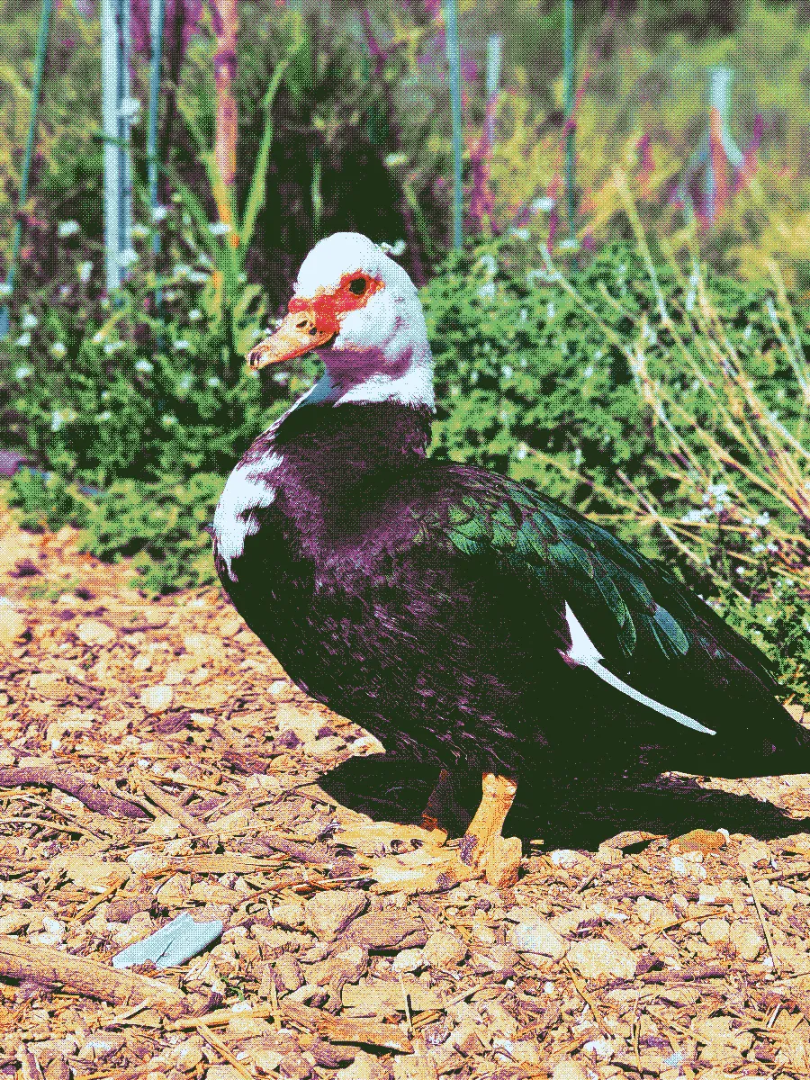 A female duck