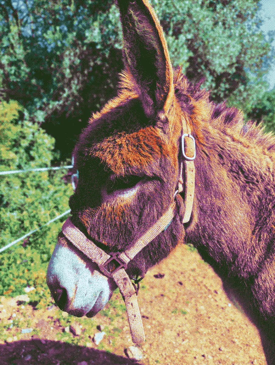 Mariola, a brown female donkey
