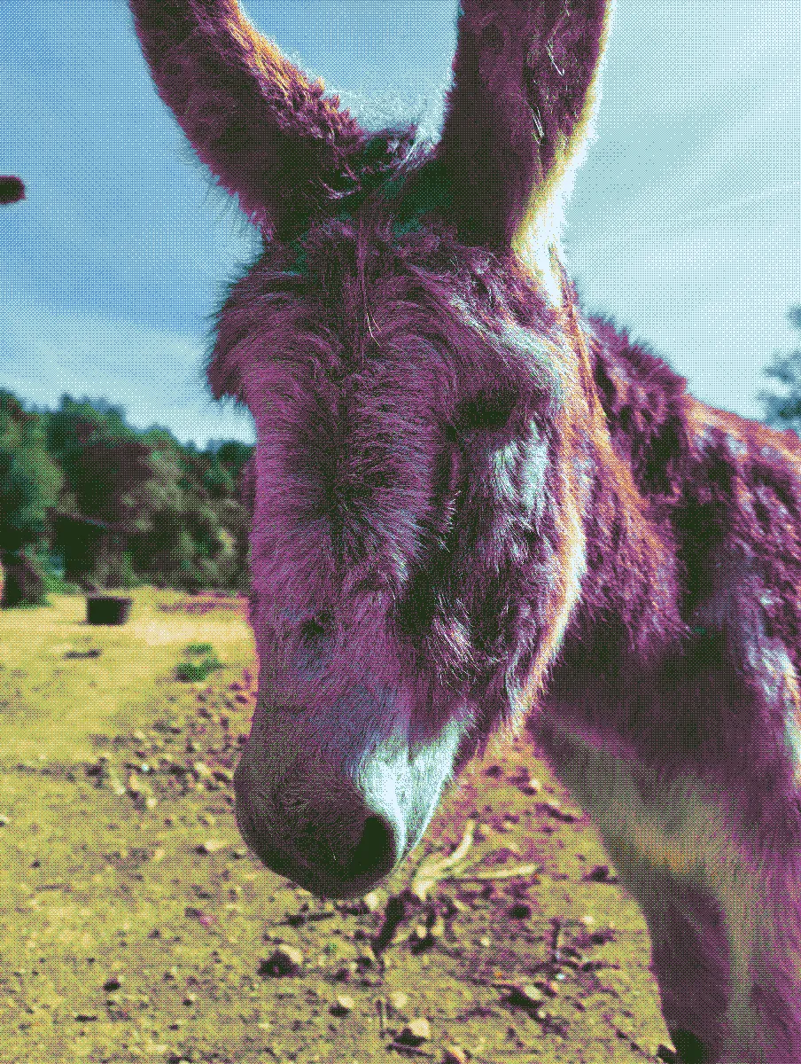 Moses, a gray male donkey