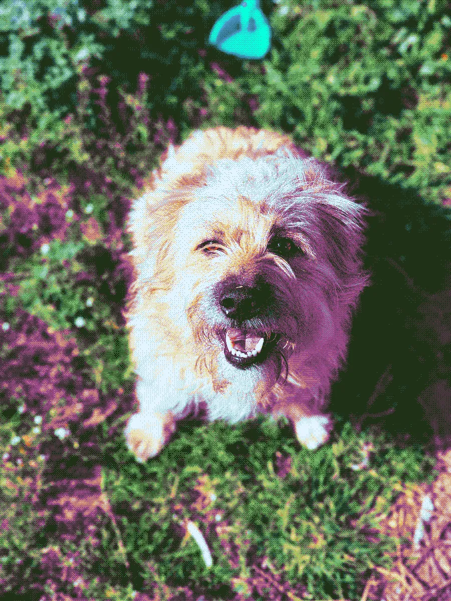 Oona, a mongrel shepherd dog