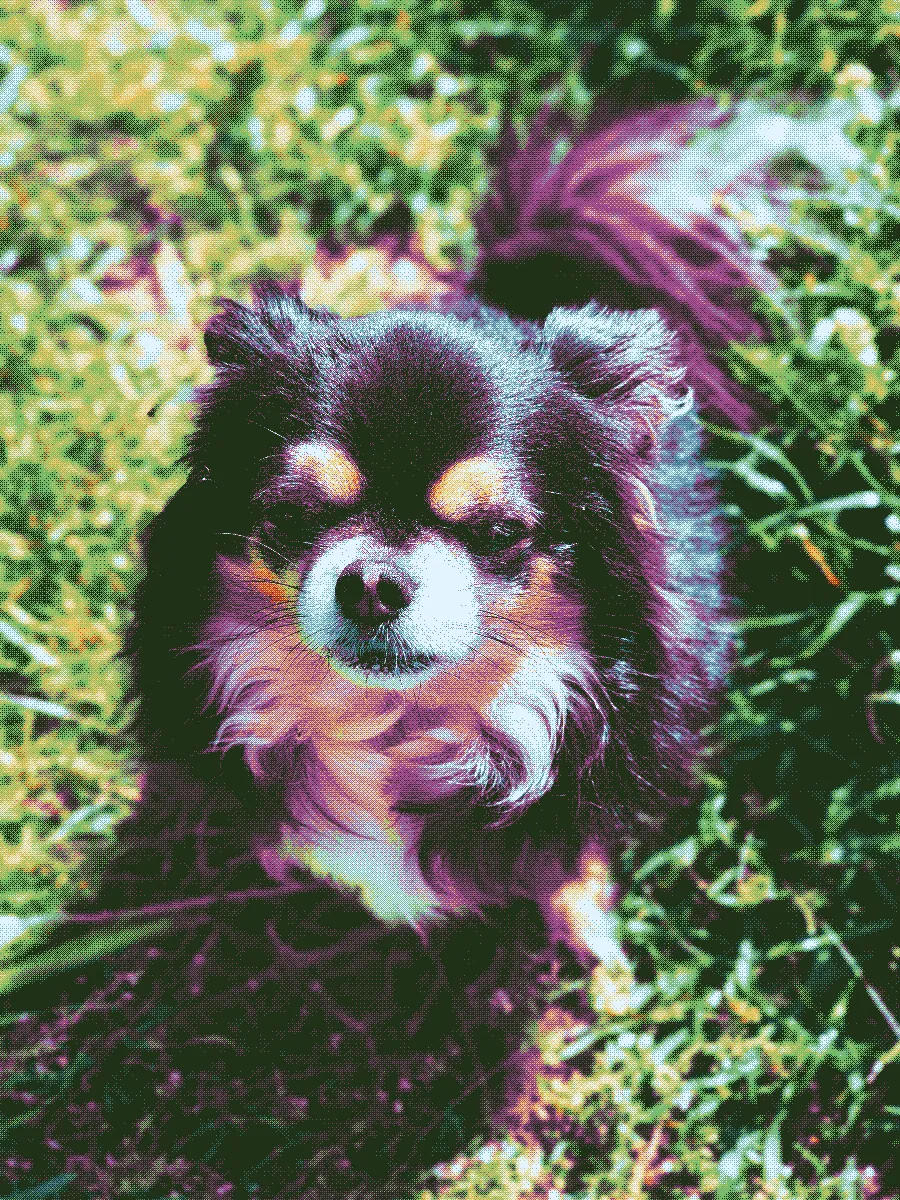 Tofu, a black chihuahua dog