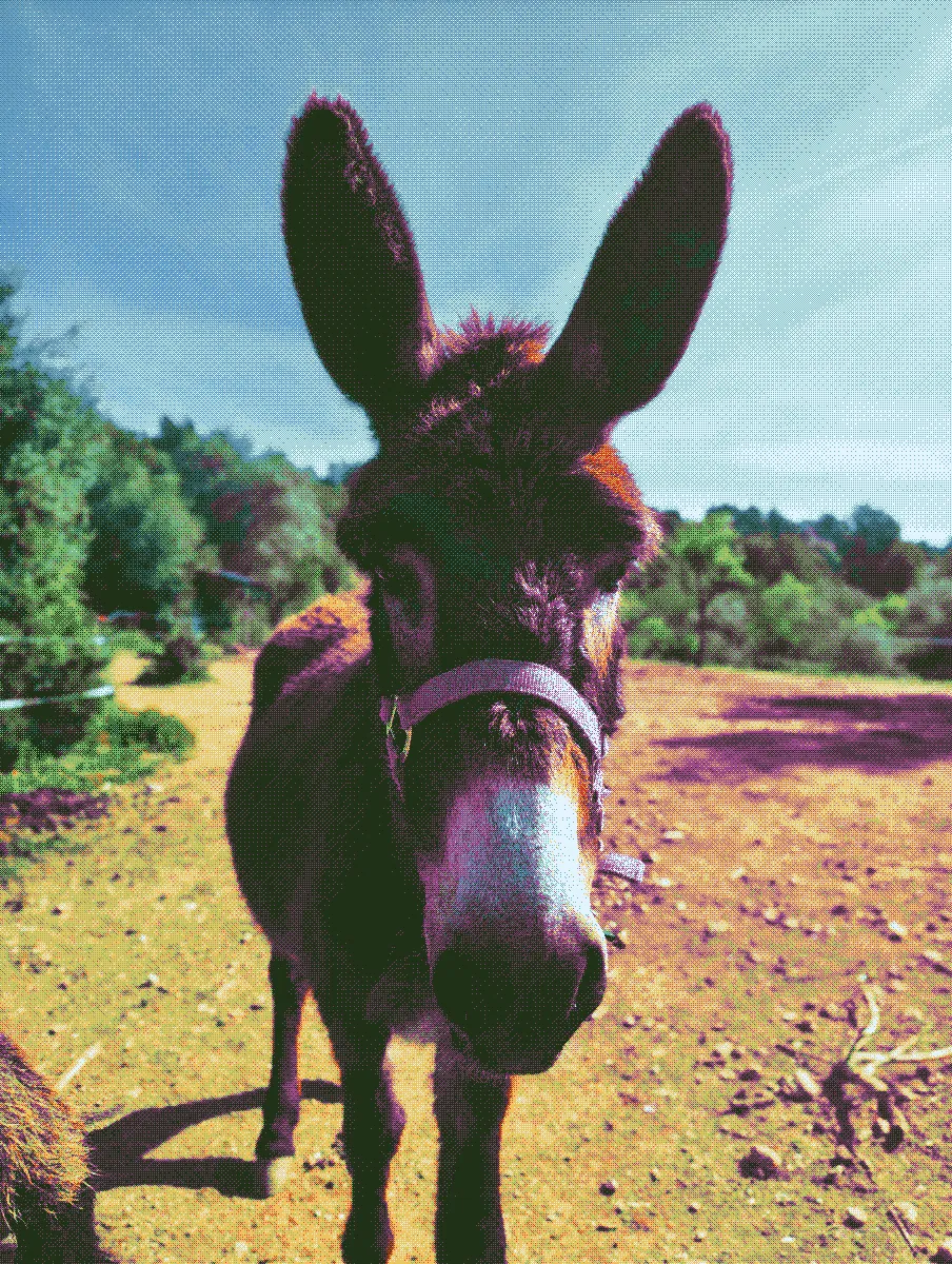 Trini, a brown female donkey