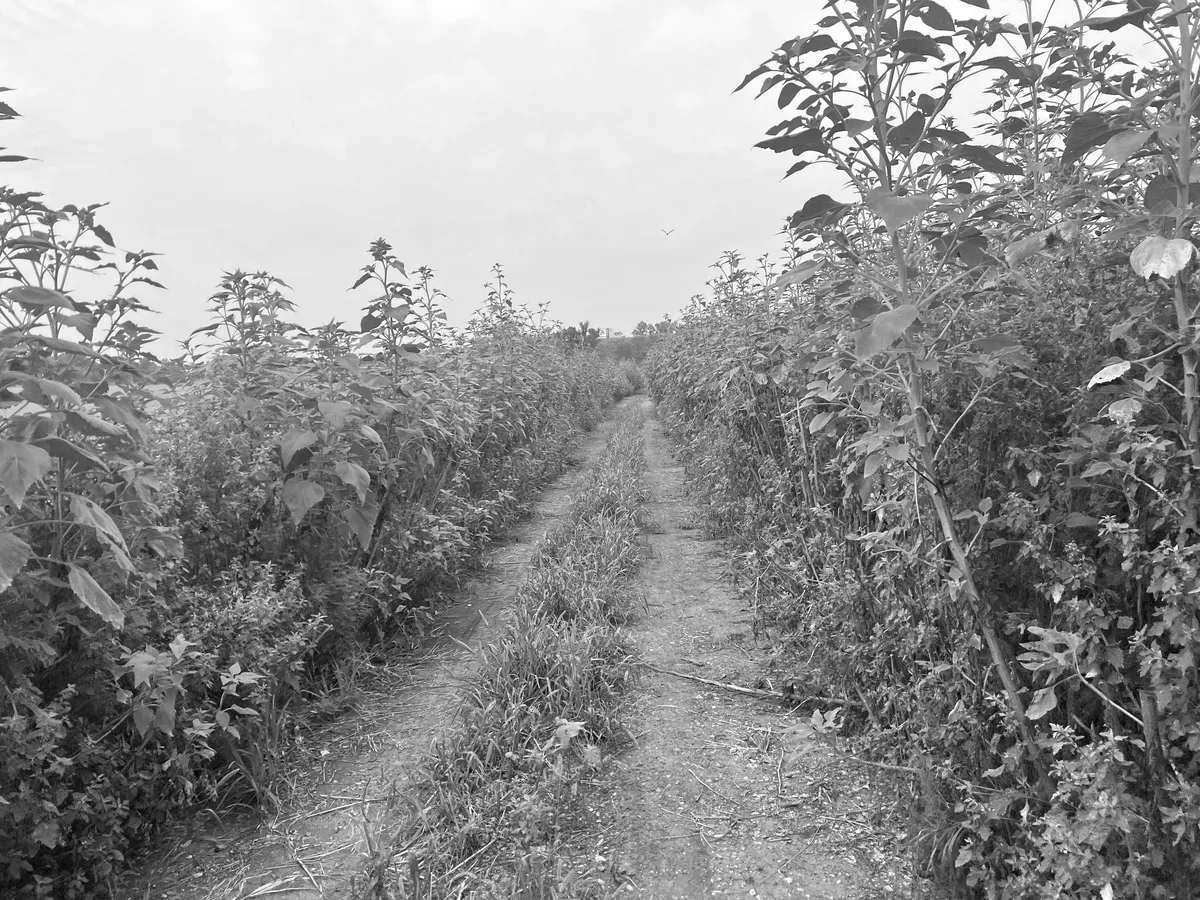 IMG_8170_bw_edit