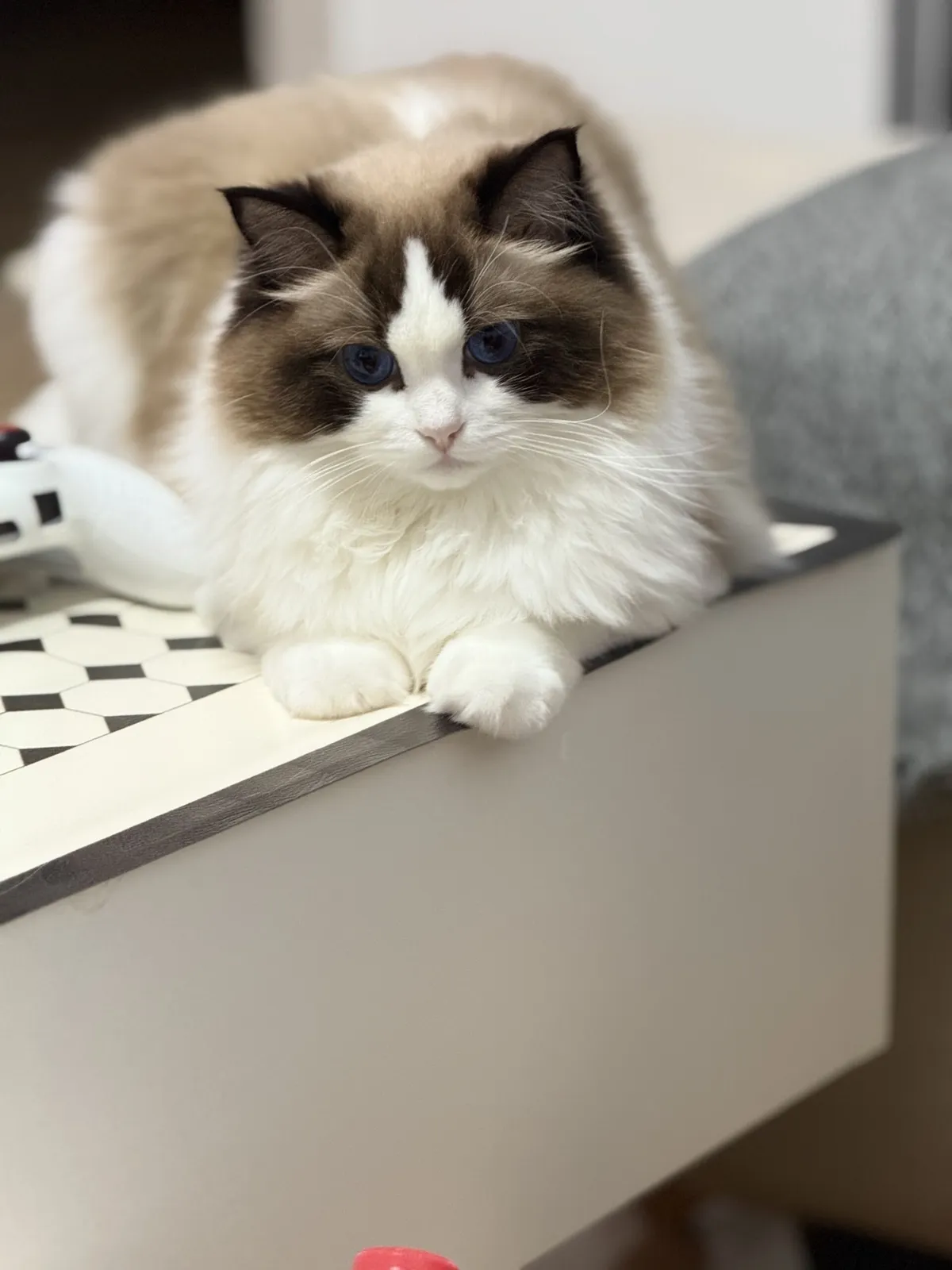 My Cat