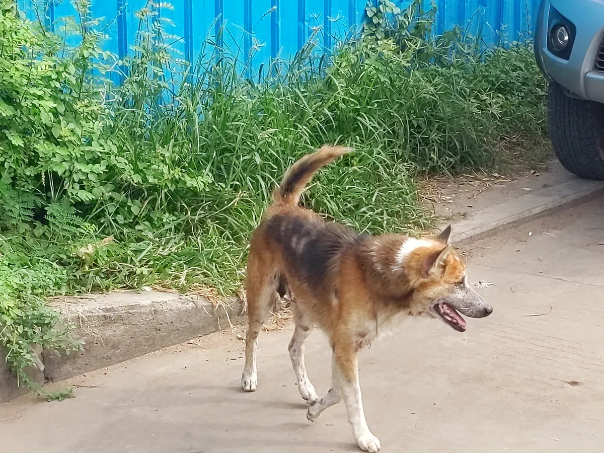 a slightly older and slightly mangy dog turns from sniffing a patch of grass to continuing down the street on its regular patrol